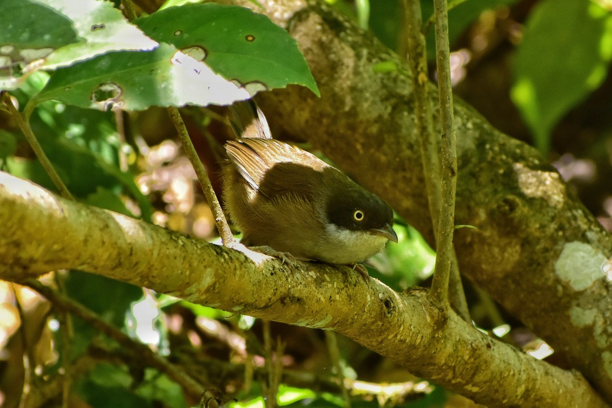 Dark-fronted Babbler - ML617459880