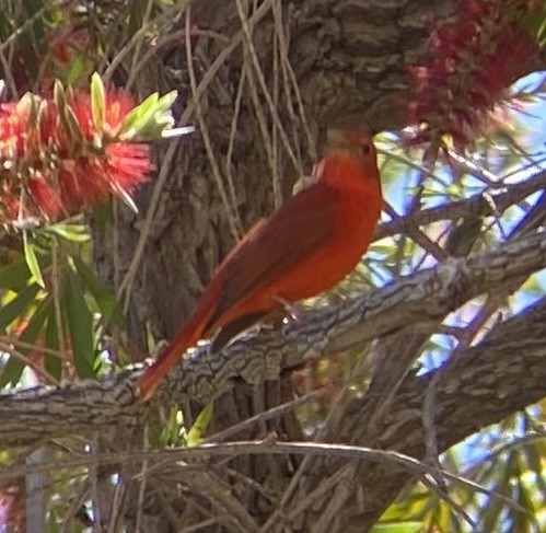 Summer Tanager - ML617459890