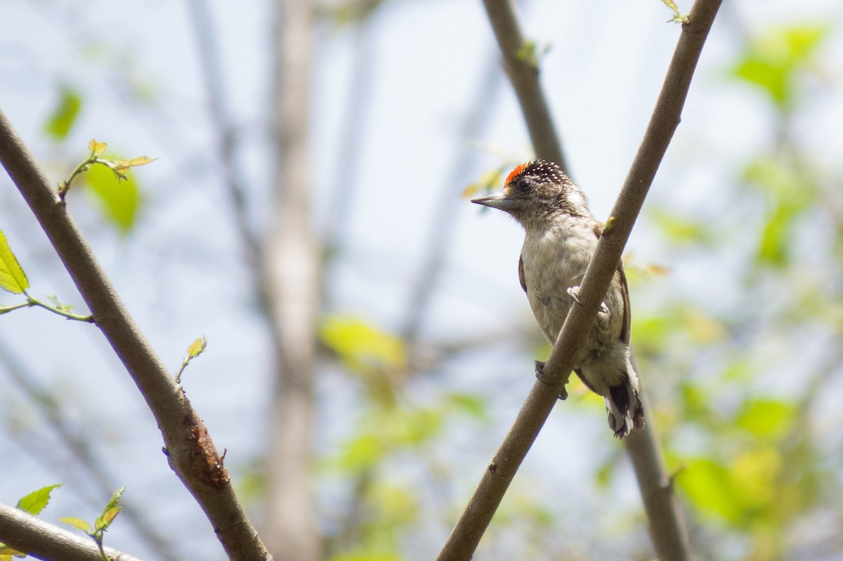 White-bellied Piculet - ML617459896