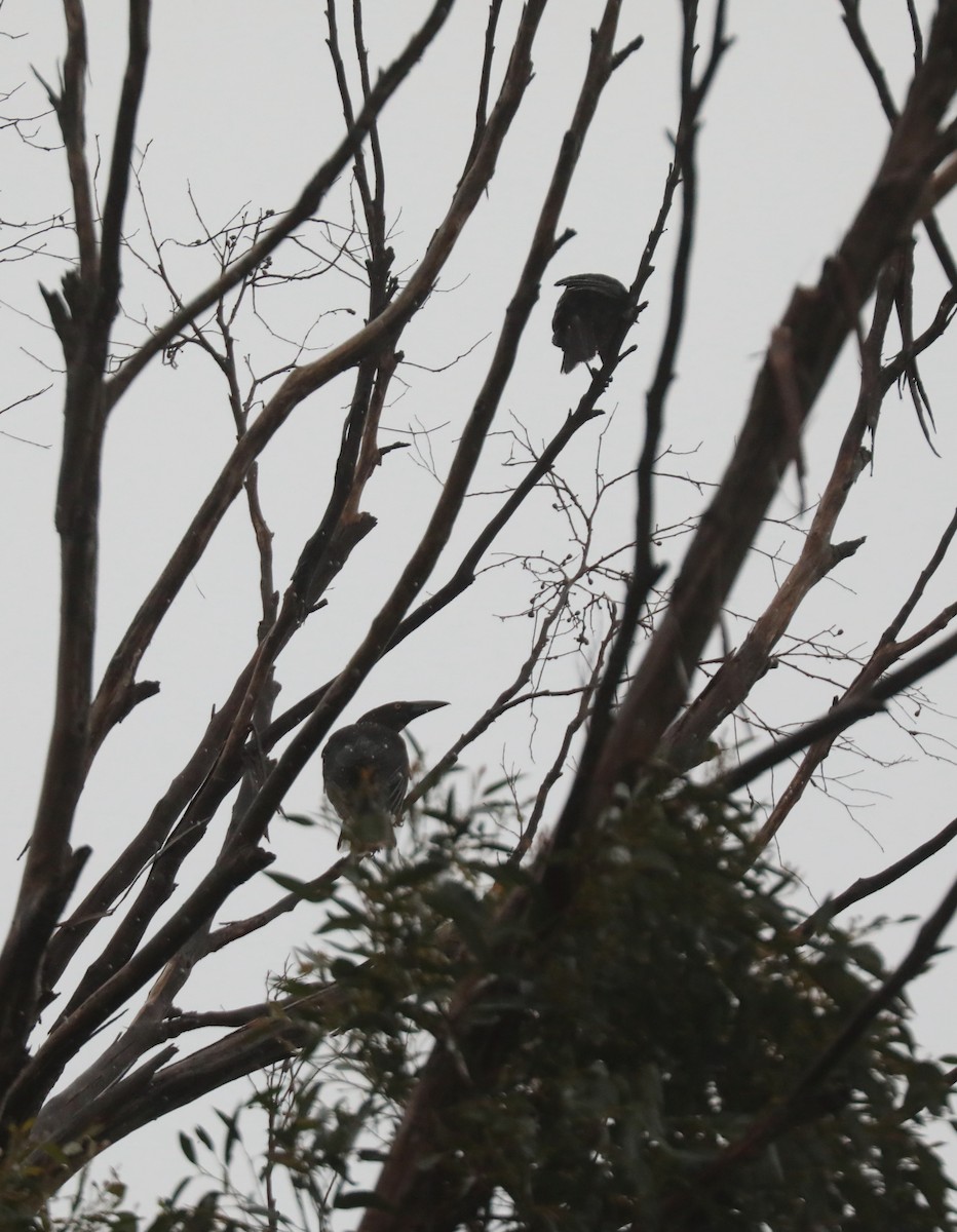 Black Currawong - ML617459958