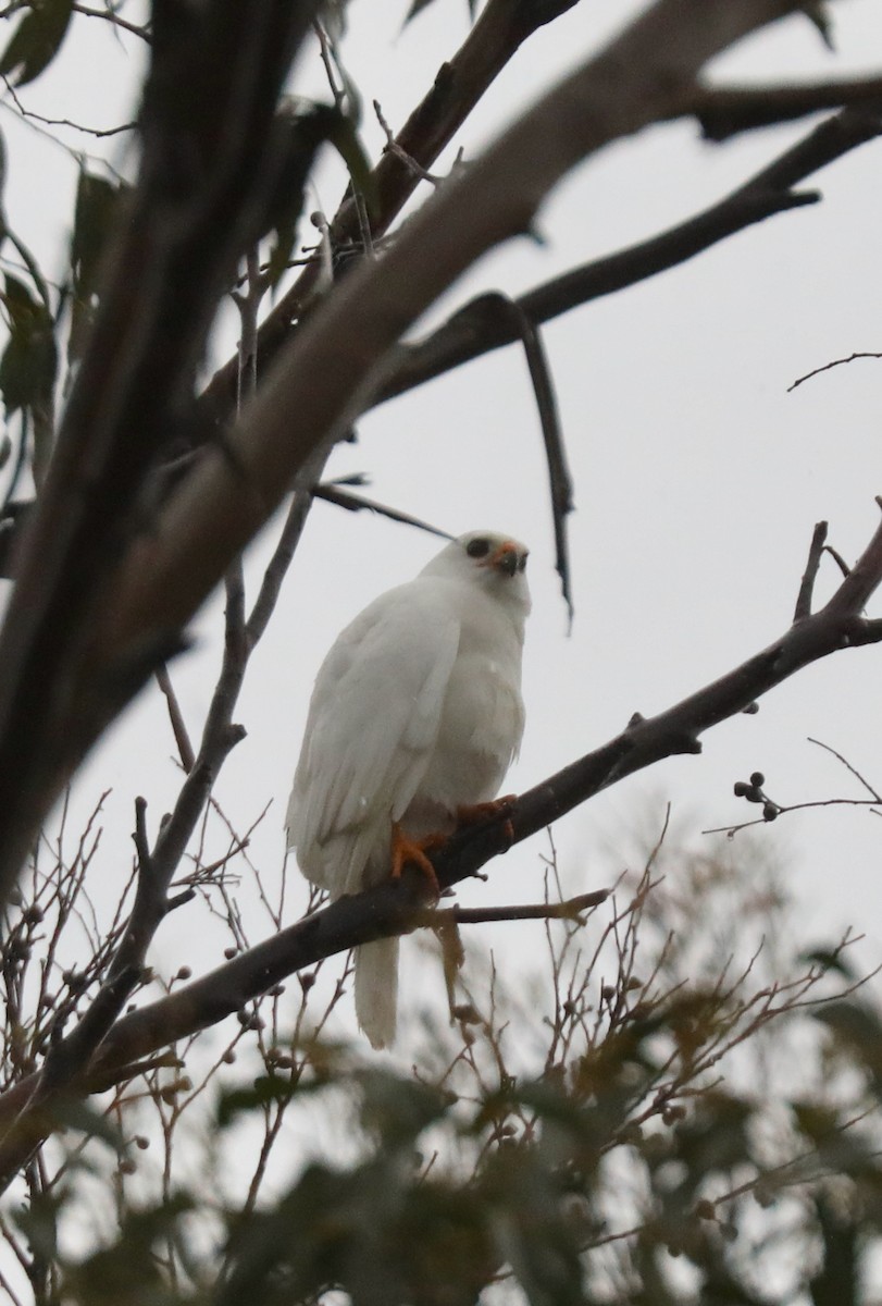 Gray Goshawk - ML617459961