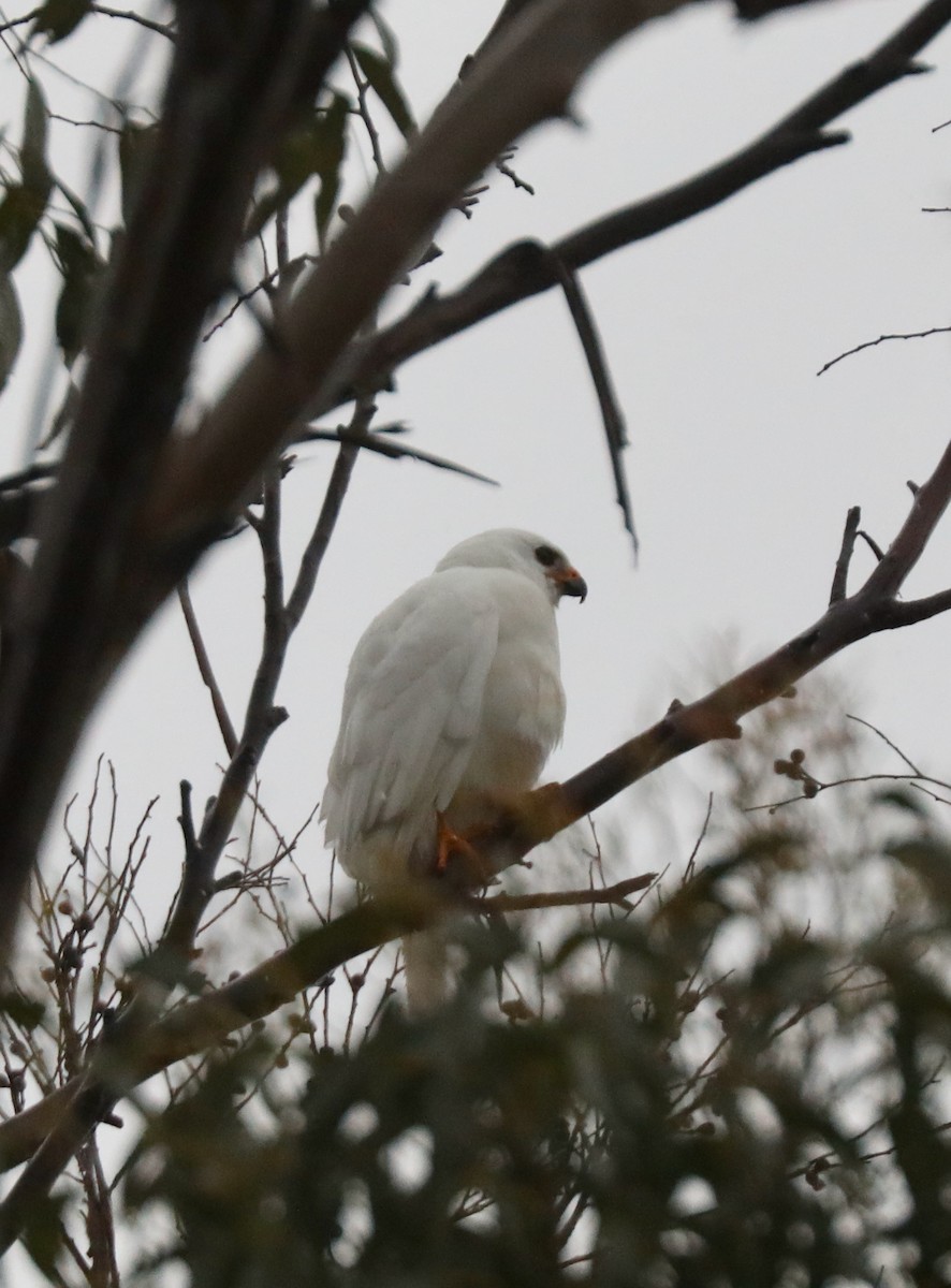 Gray Goshawk - ML617459963