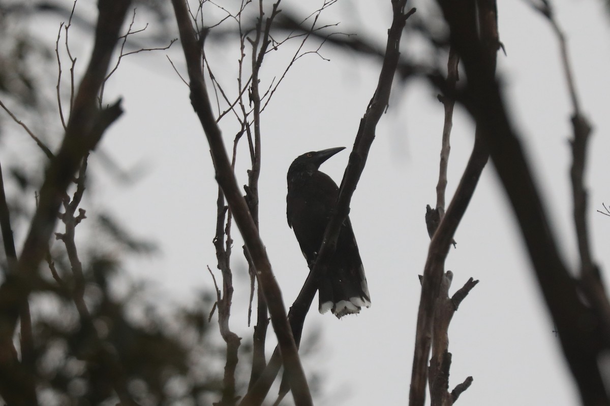 Black Currawong - ML617459972