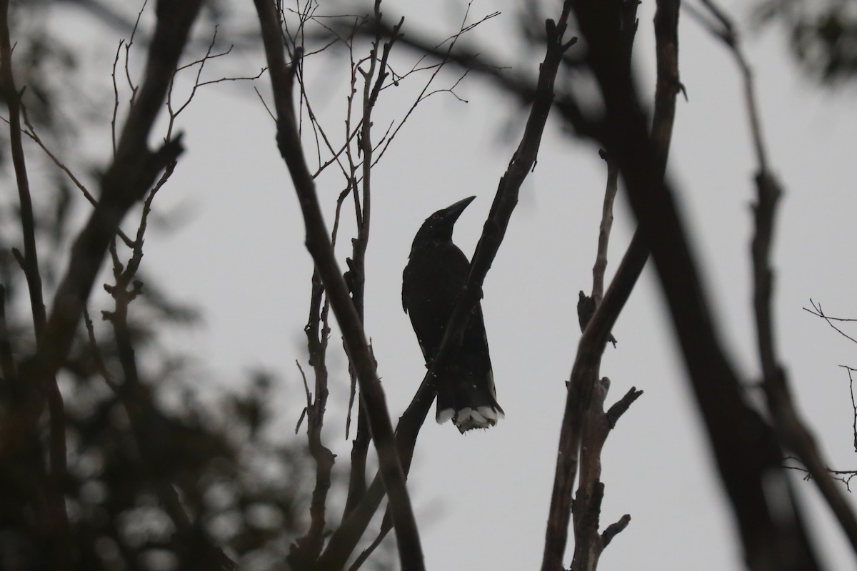 Black Currawong - ML617459973