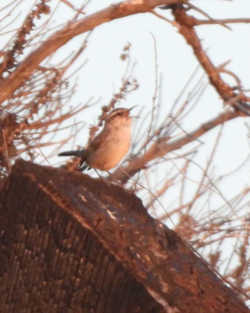 Bewick's Wren - ML617459978