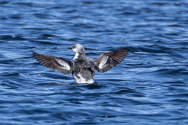 Pigeon Guillemot - ML617460050