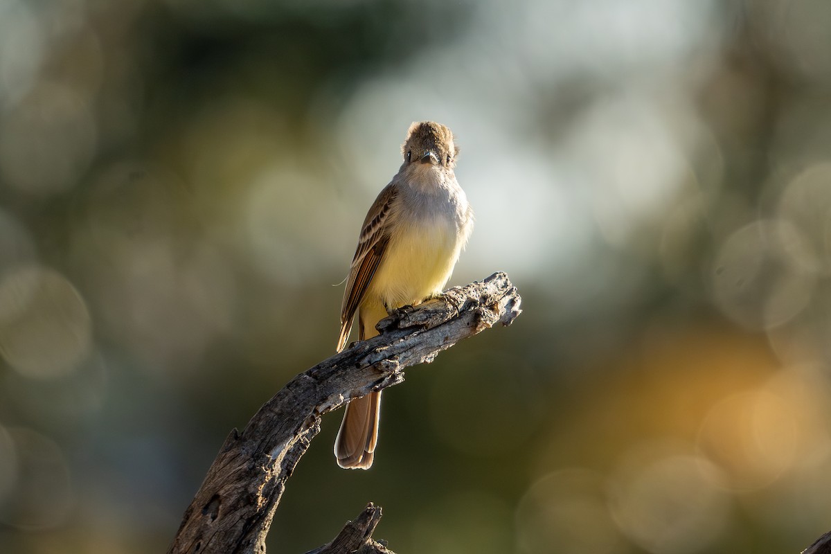 Ash-throated Flycatcher - ML617460061