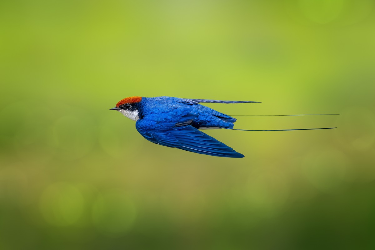 Wire-tailed Swallow - ML617460074