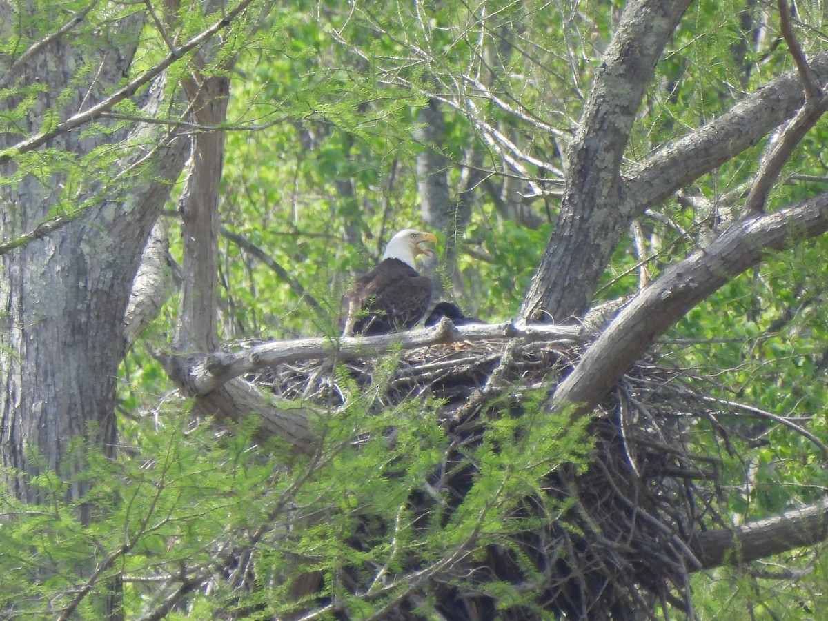 Bald Eagle - Tracee Fugate