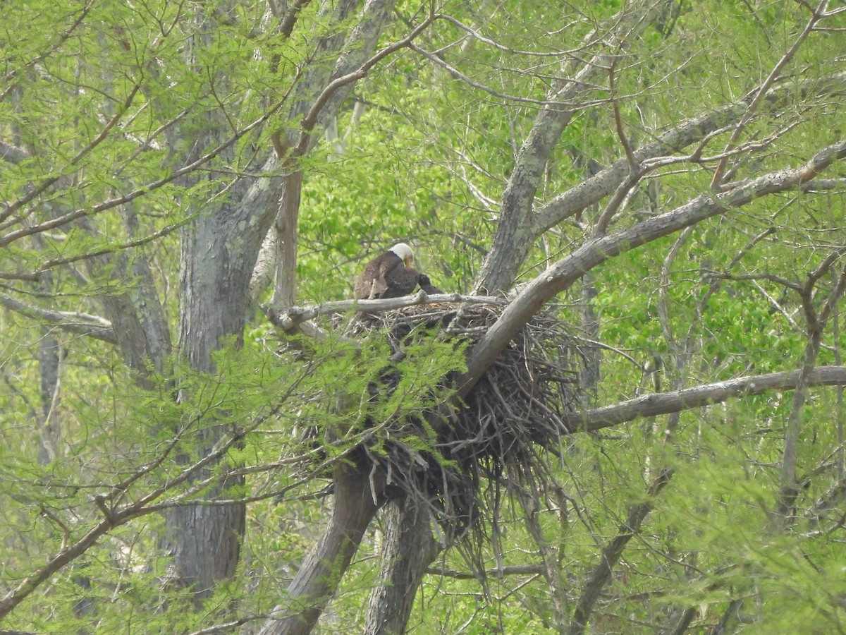 Bald Eagle - ML617460132