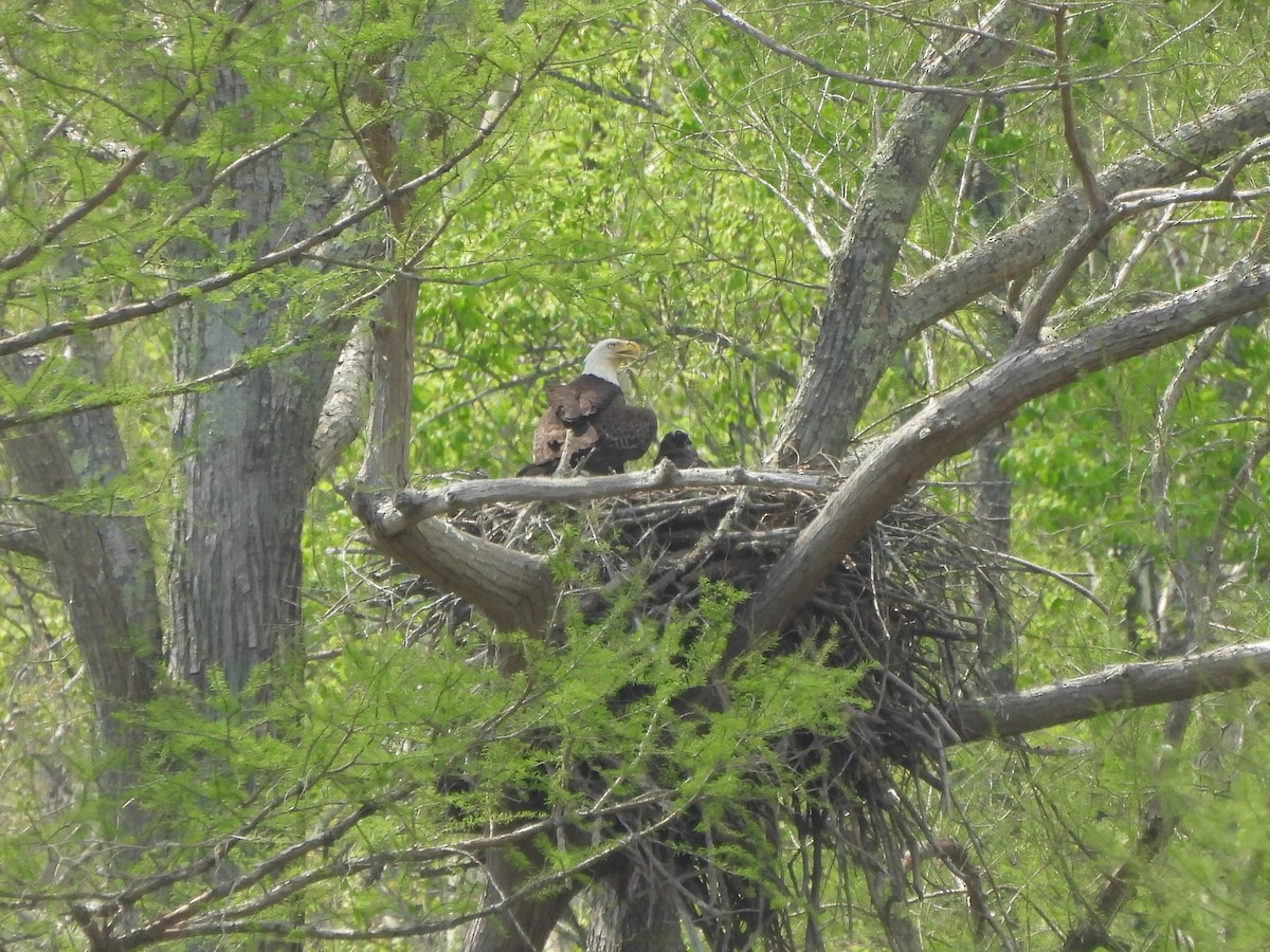 Bald Eagle - ML617460133