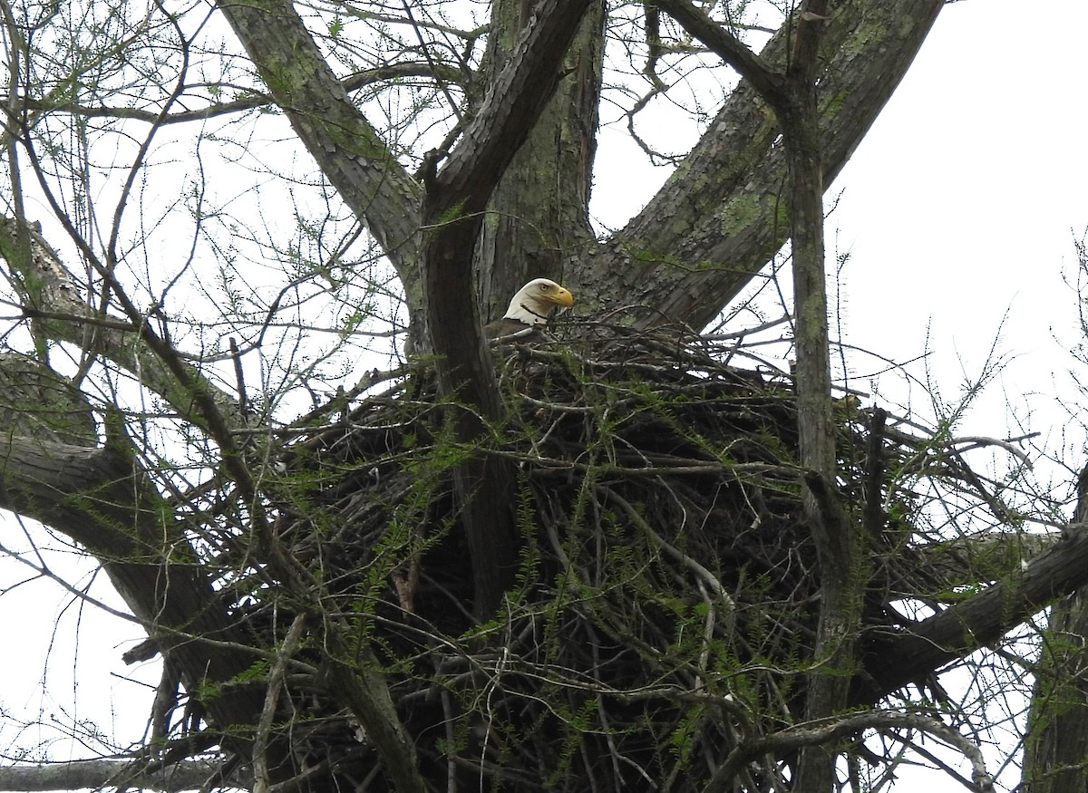 Bald Eagle - ML617460136