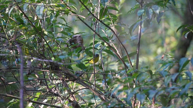 Mosquitero de Anteojos - ML617460184