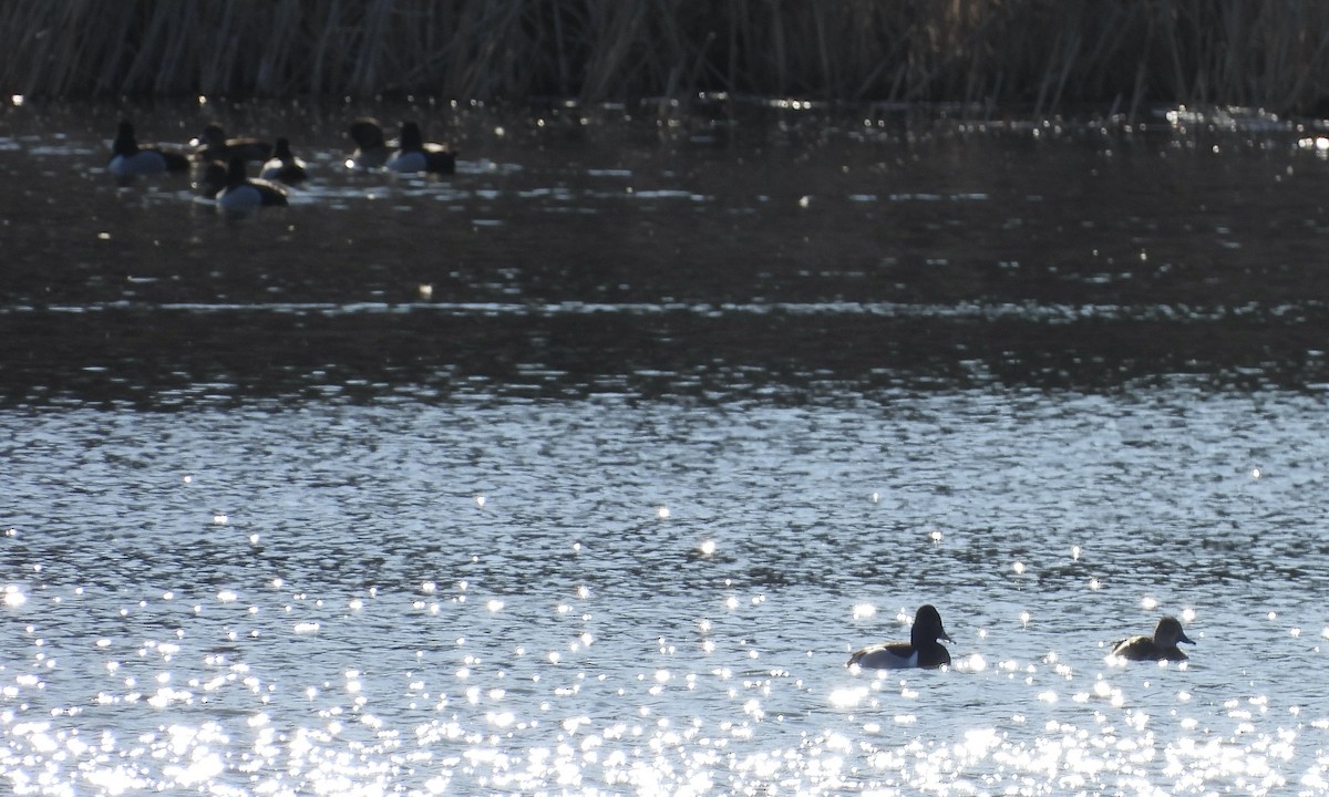 Ring-necked Duck - ML617460228