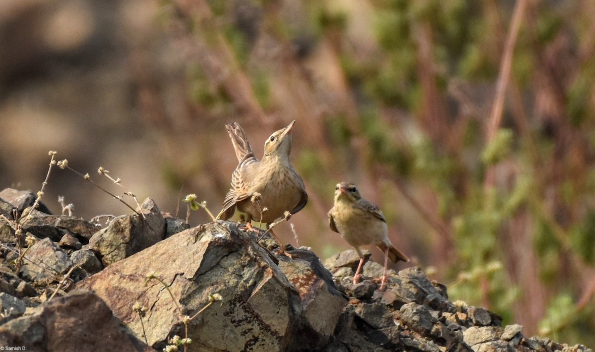 Long-billed Pipit - ML617460231