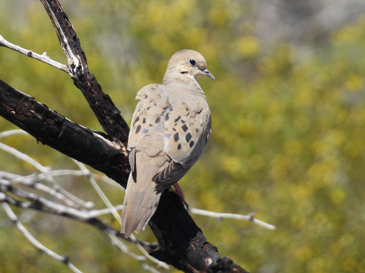 Mourning Dove - ML617460258