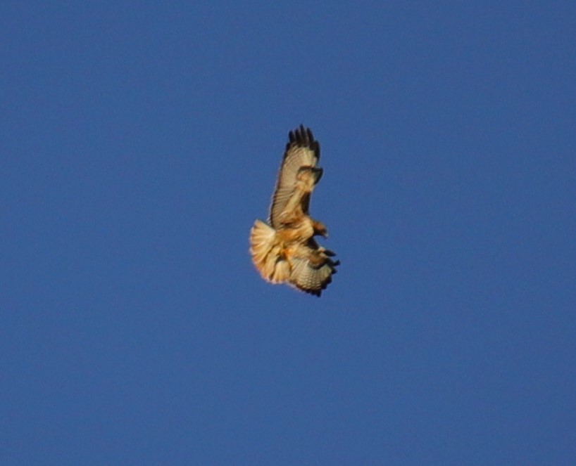 Red-tailed Hawk - ML617460291