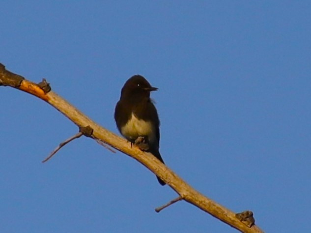 Black Phoebe - ML617460298