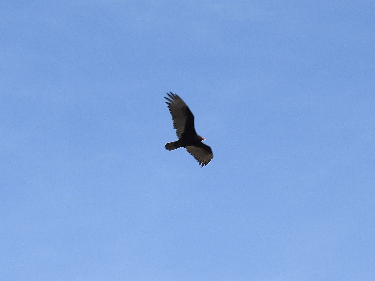 Turkey Vulture - ML617460305