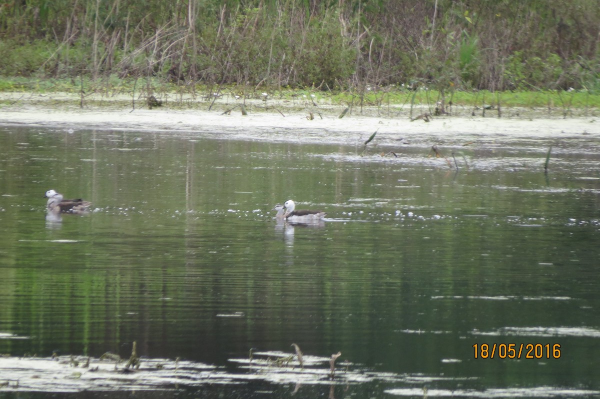 Cotton Pygmy-Goose - ML617460378