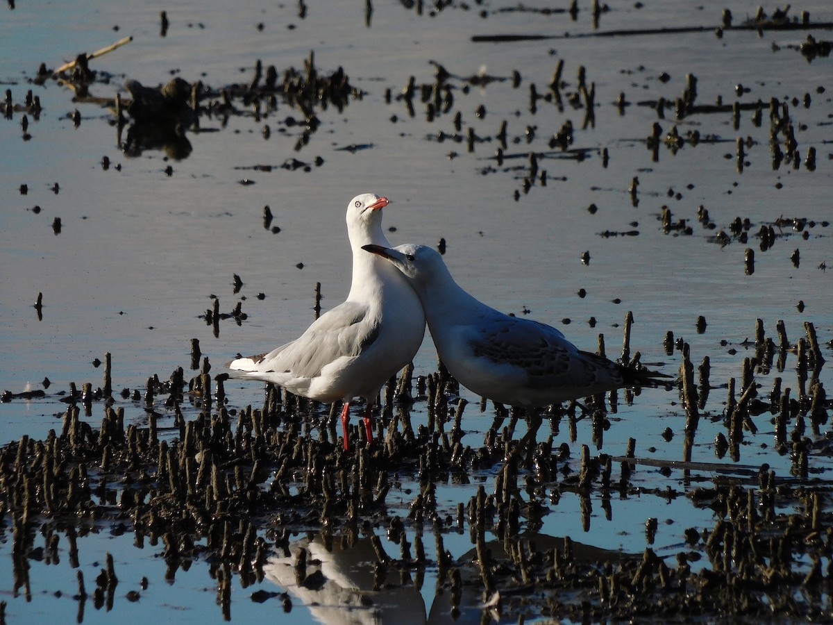 Silver Gull - ML617460397