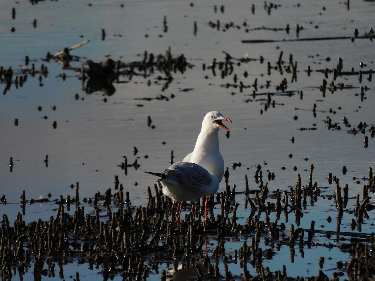 Silver Gull - ML617460424