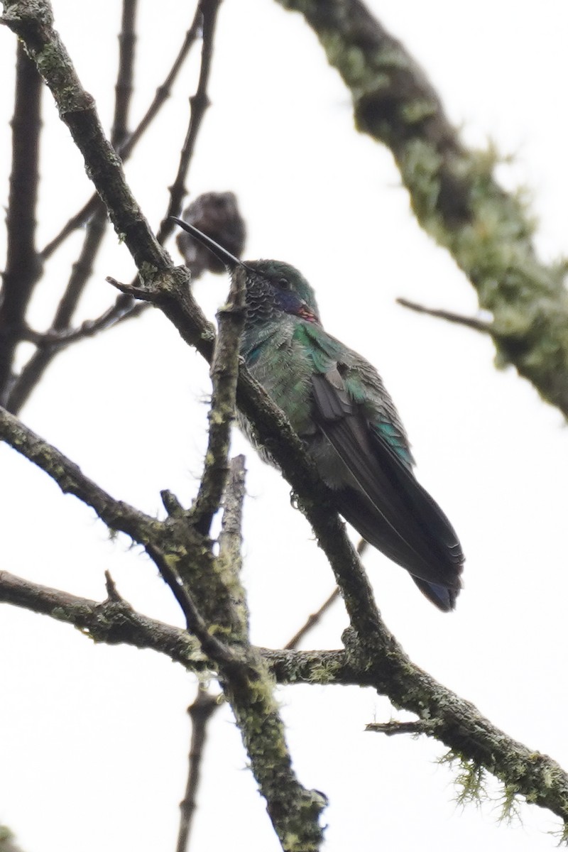 White-vented Violetear - ML617460435