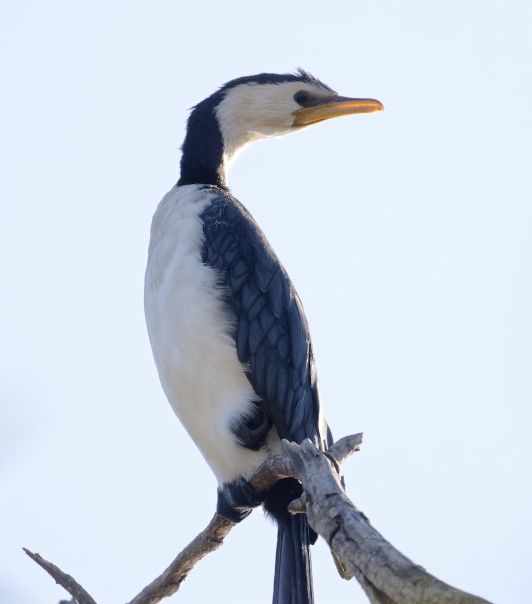 Little Pied Cormorant - ML617460489