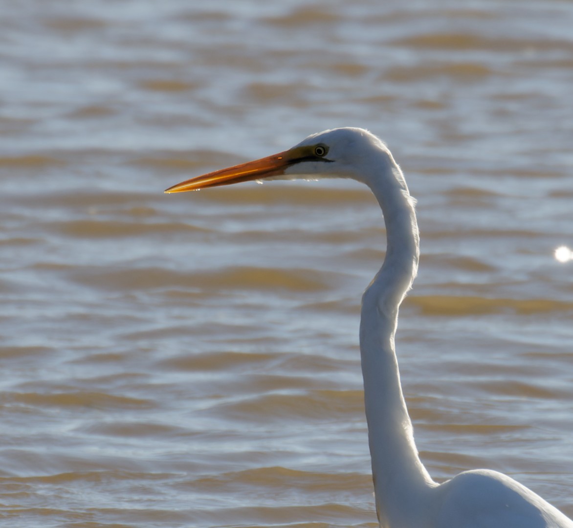 Great Egret - ML617460492