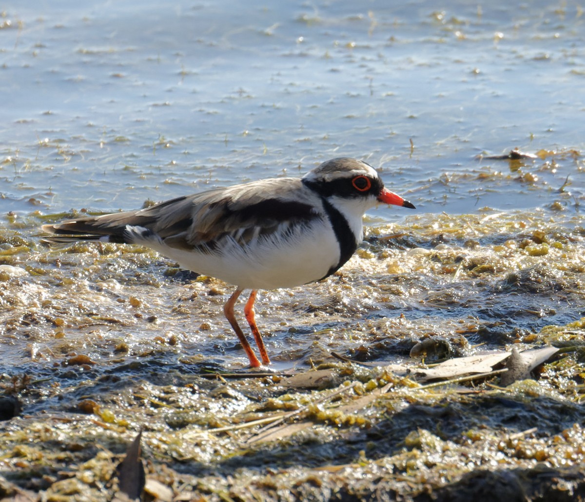 Black-fronted Dotterel - ML617460507