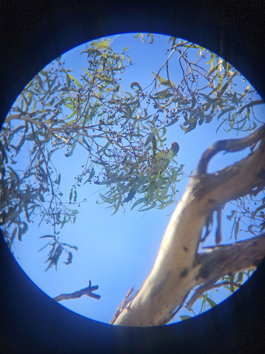 Swift Parrot - ML617460538