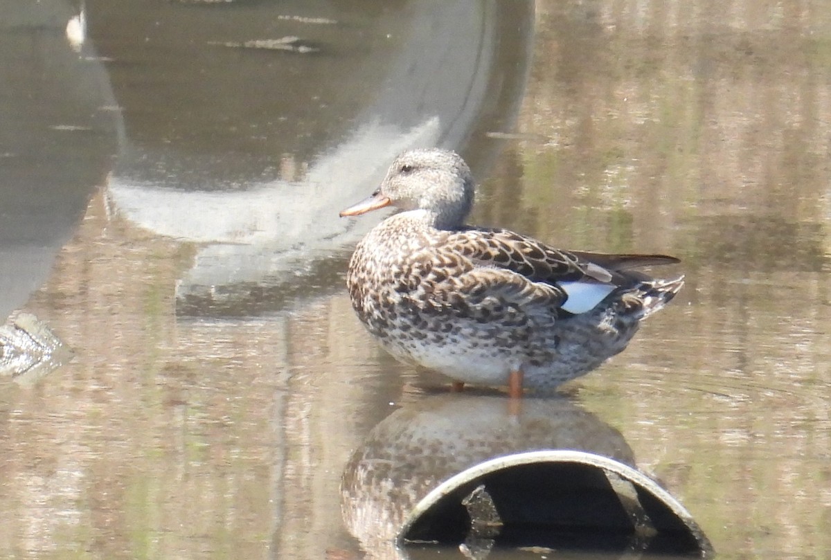 Canard chipeau - ML617460669