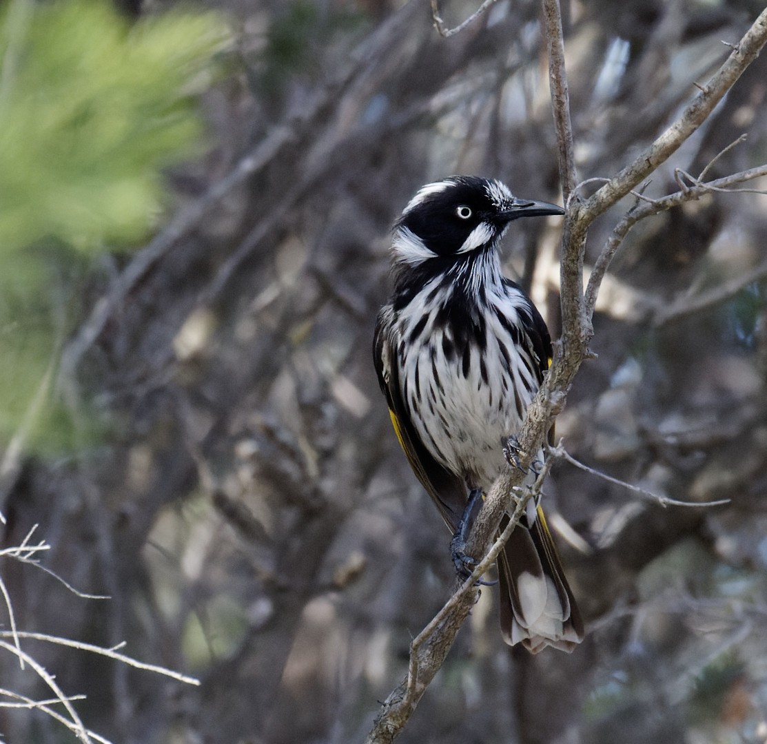 New Holland Honeyeater - ML617460694