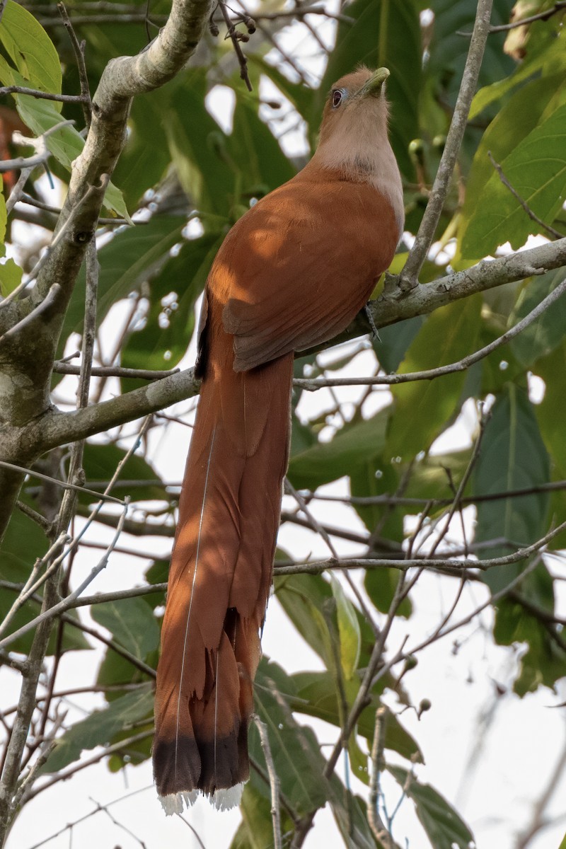 Squirrel Cuckoo (West Mexico) - ML617460696