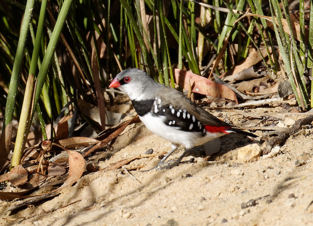 Diamond Firetail - ML617460705