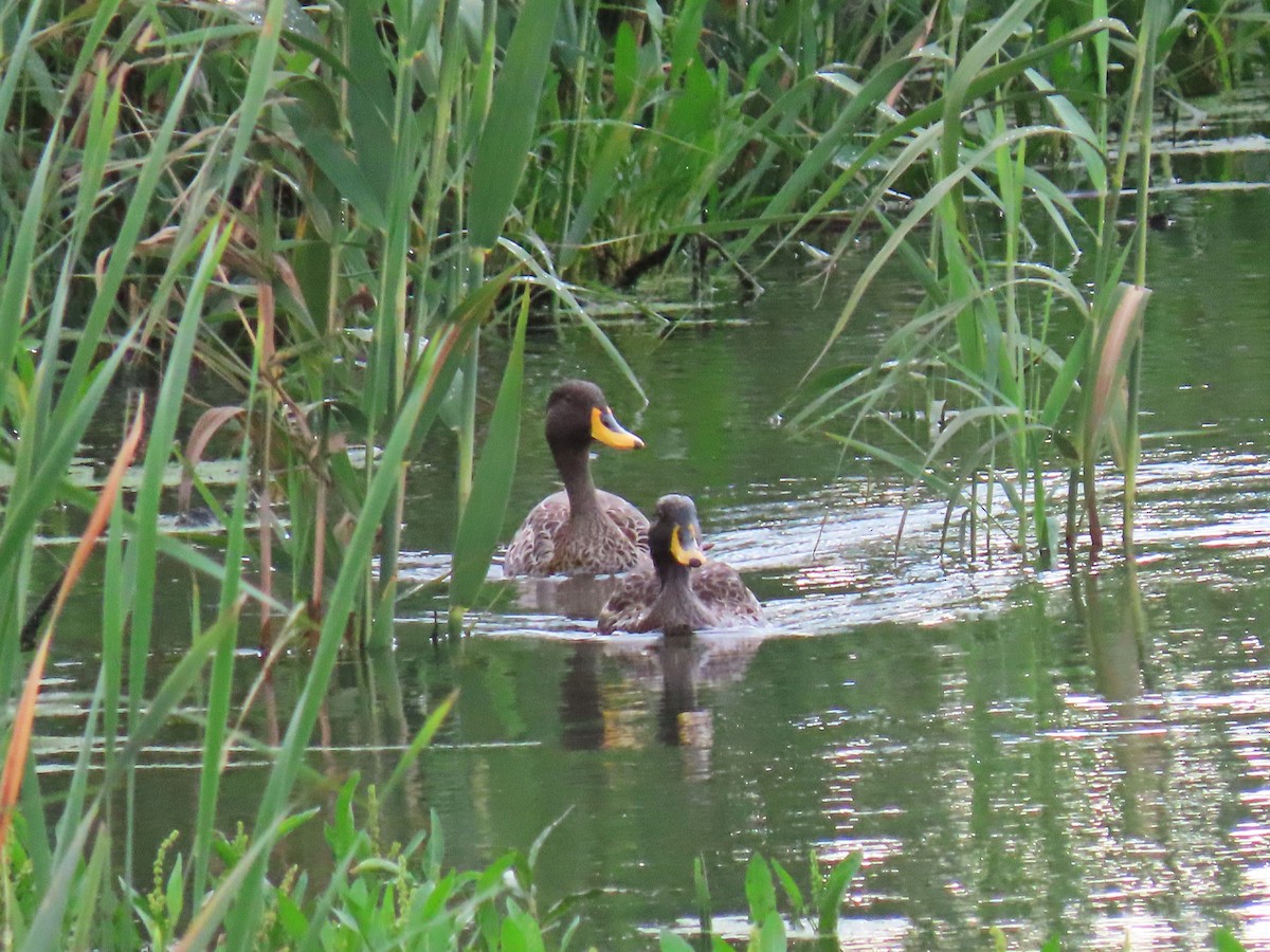 Yellow-billed Duck - ML617460750