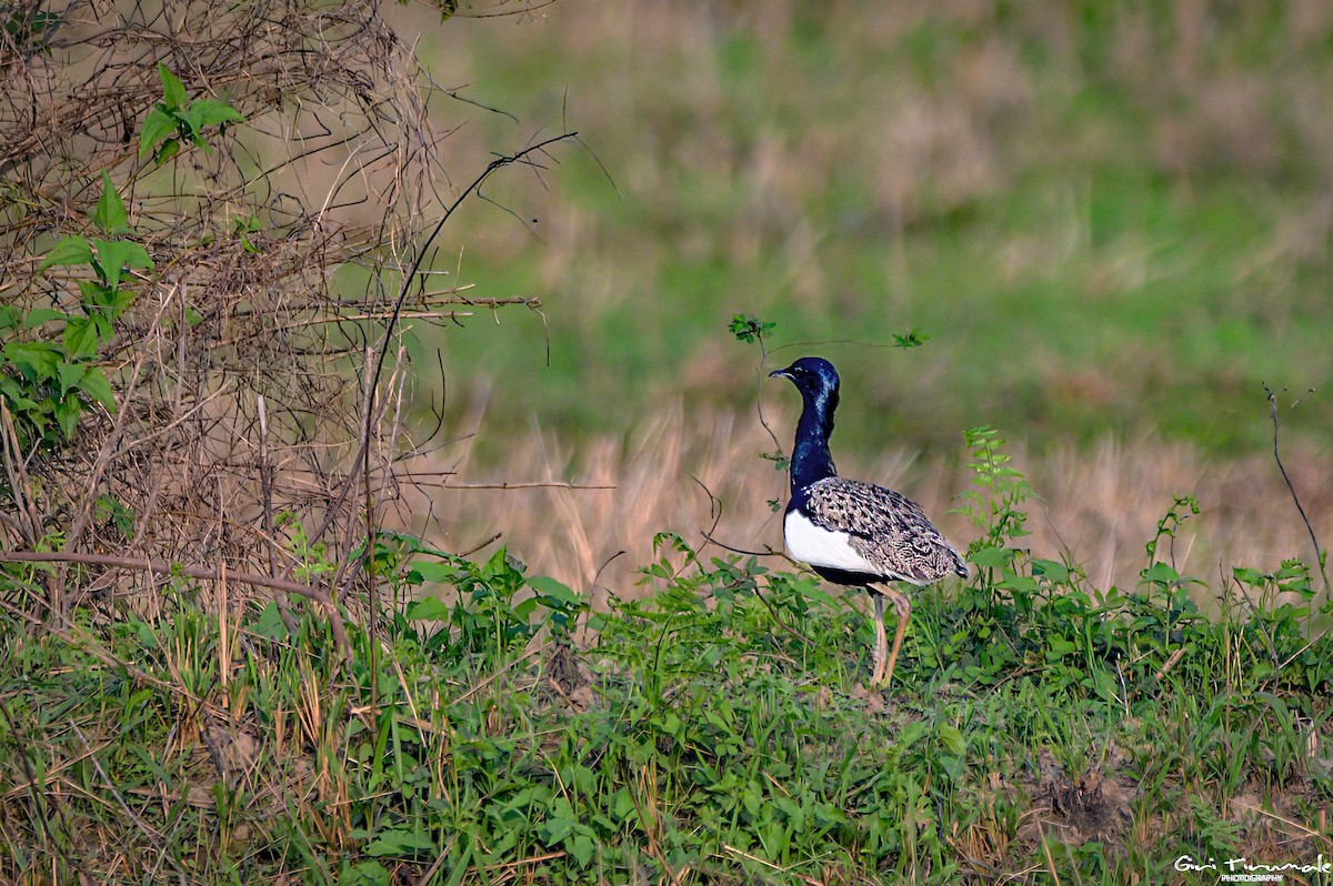 Bengal Florican - ML617460768