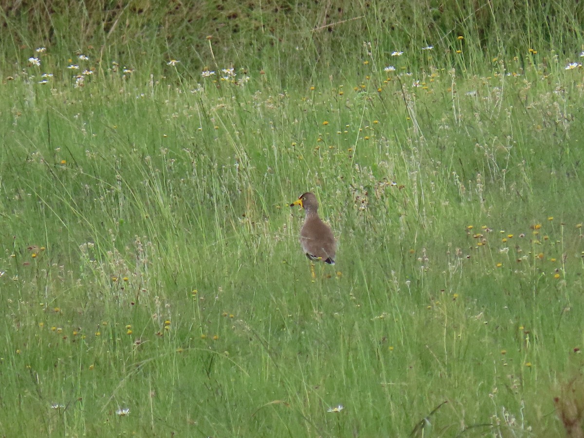 Wattled Lapwing - ML617460775