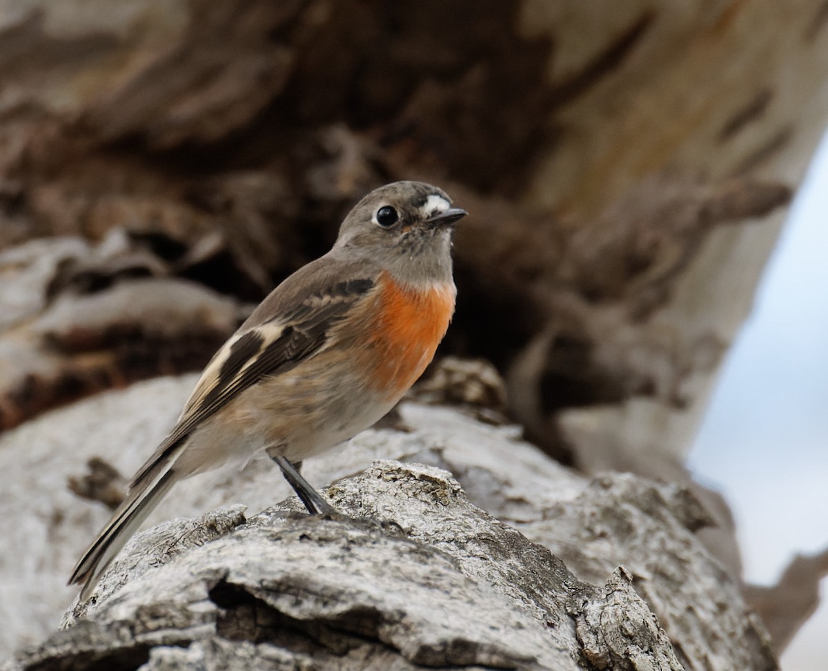 Scarlet Robin - ML617460783