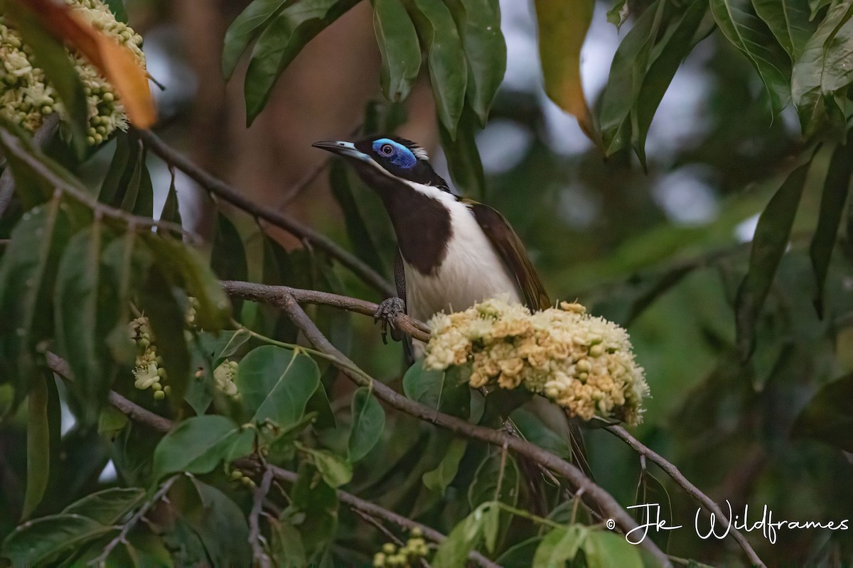 Blue-faced Honeyeater (White-quilled) - ML617460814