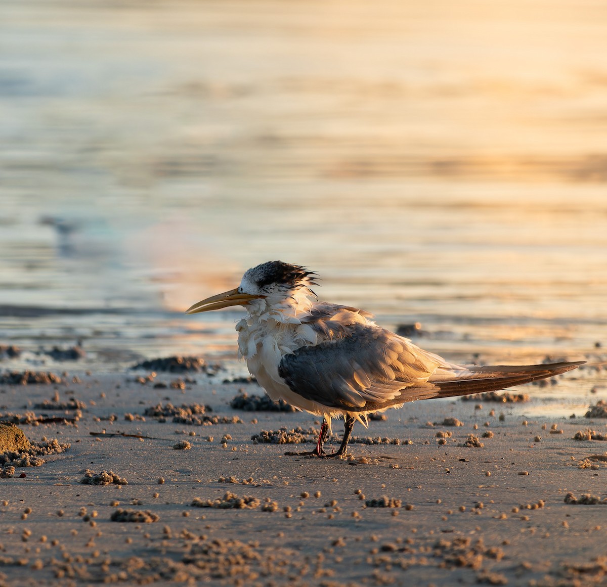 Great Crested Tern - Kevin Yonando