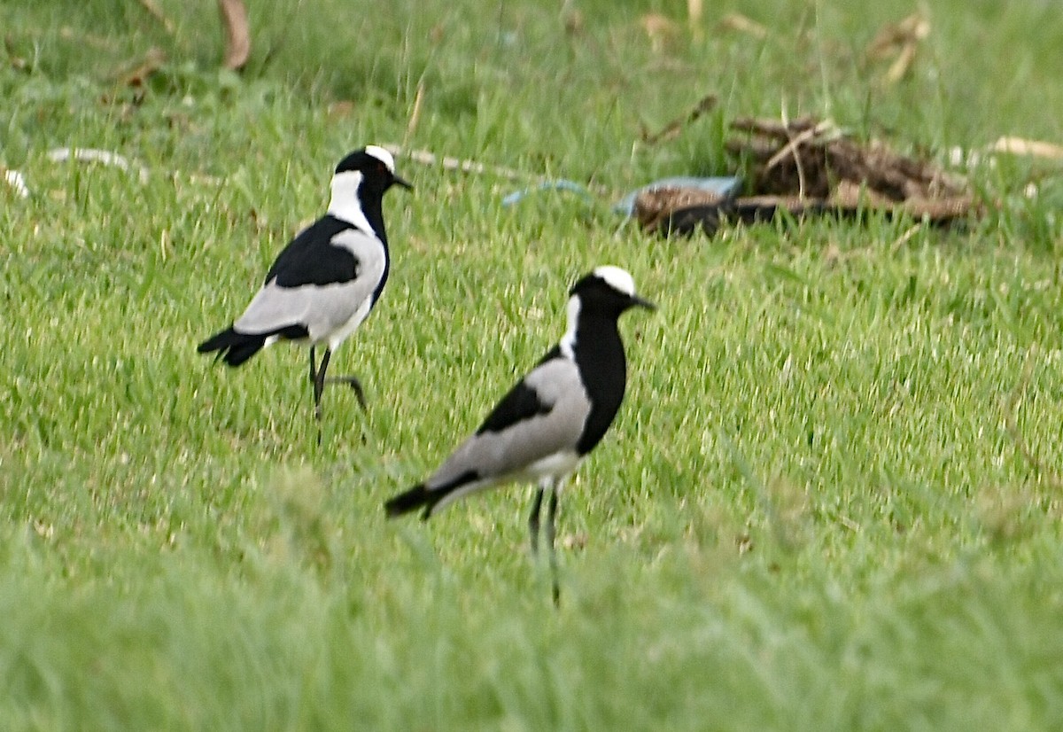 Blacksmith Lapwing - ML617460845