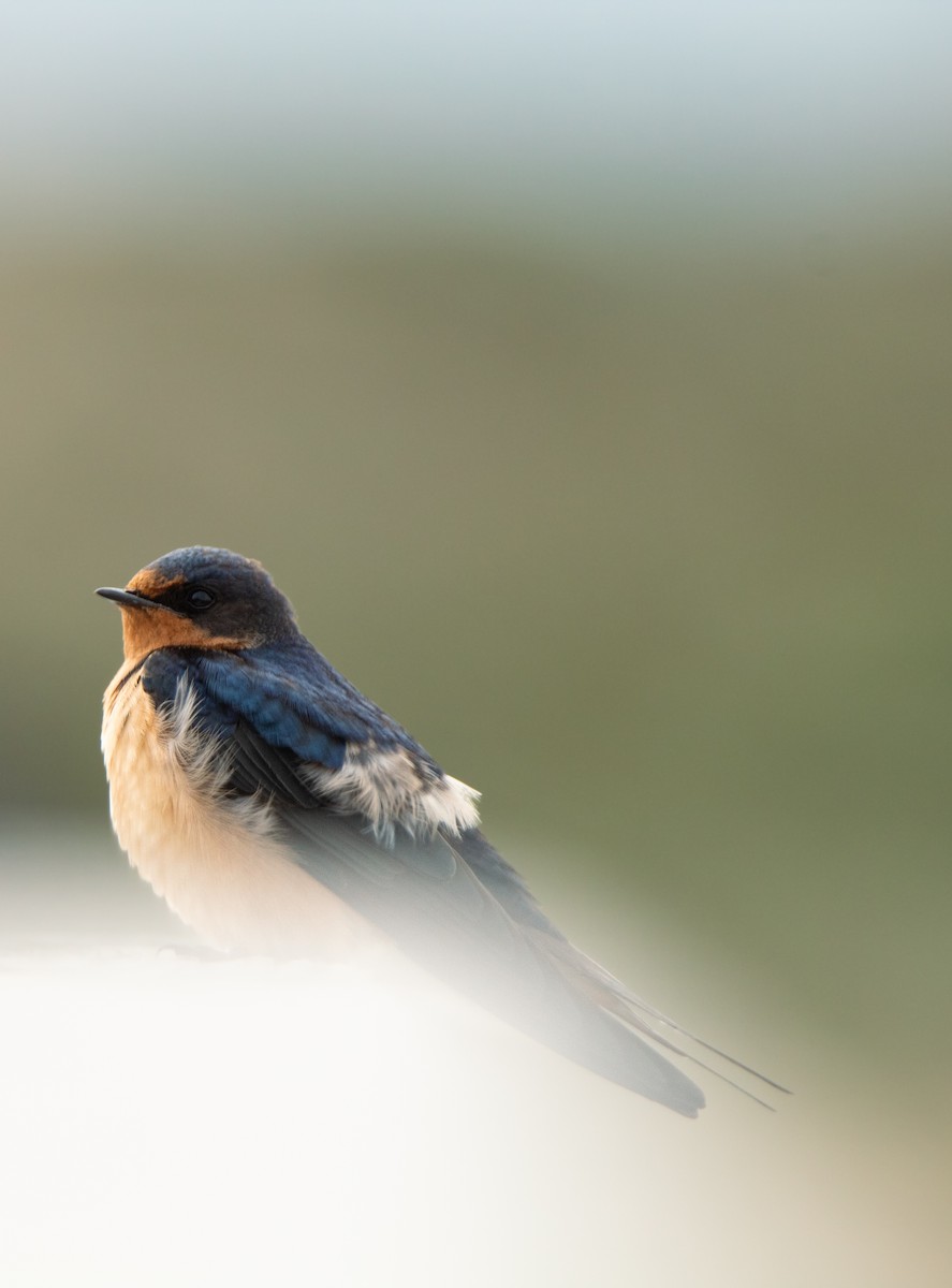 Barn Swallow - ML617460870