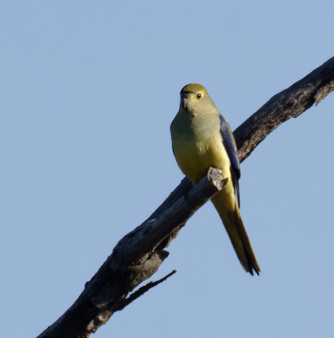 Blue-winged Parrot - ML617460932