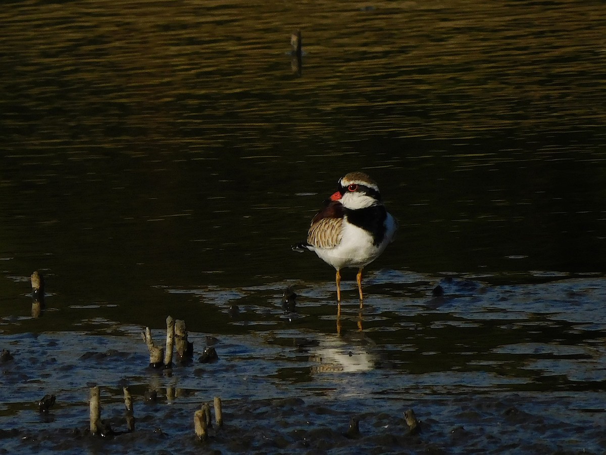 Black-fronted Dotterel - ML617460954