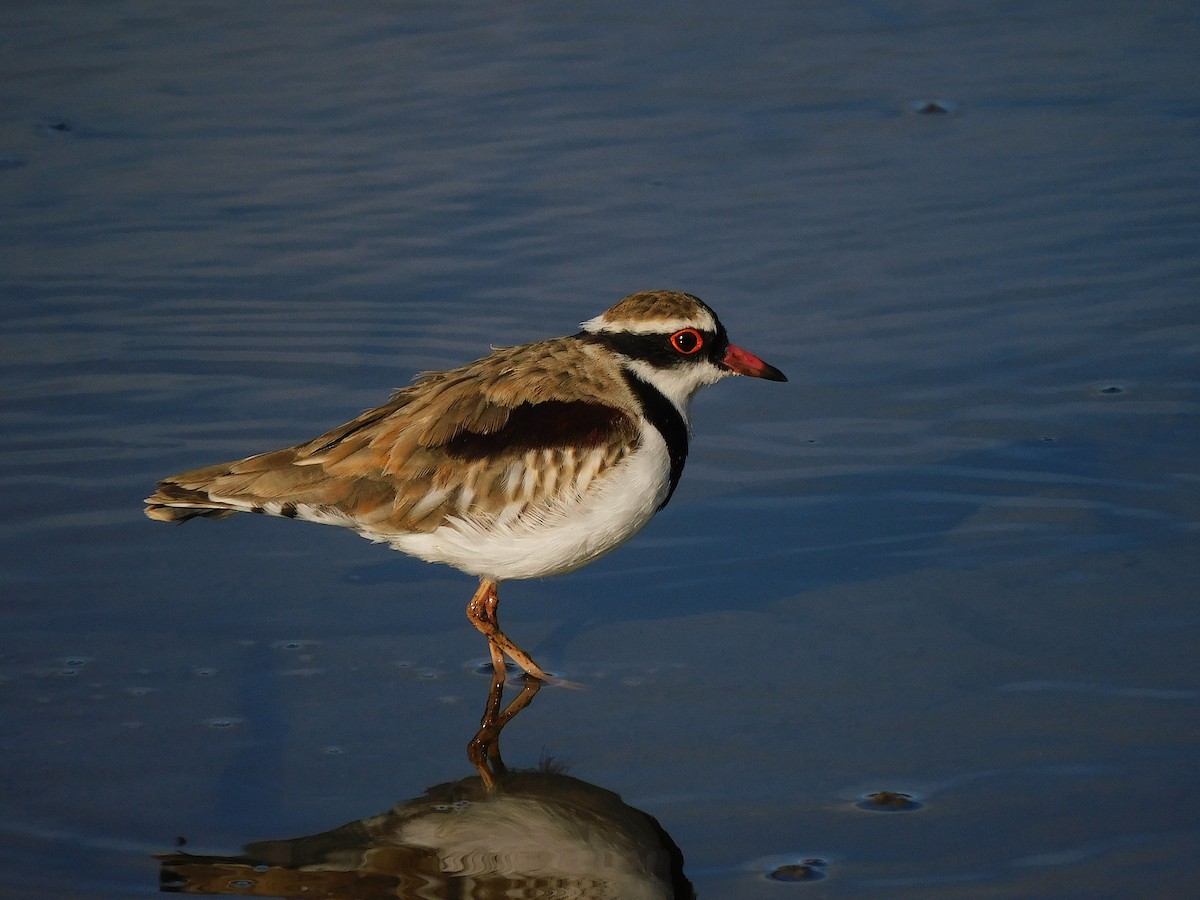 Black-fronted Dotterel - ML617460990