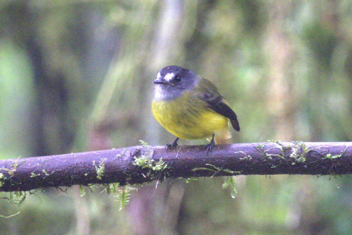 Ornate Flycatcher - Claire Christensen