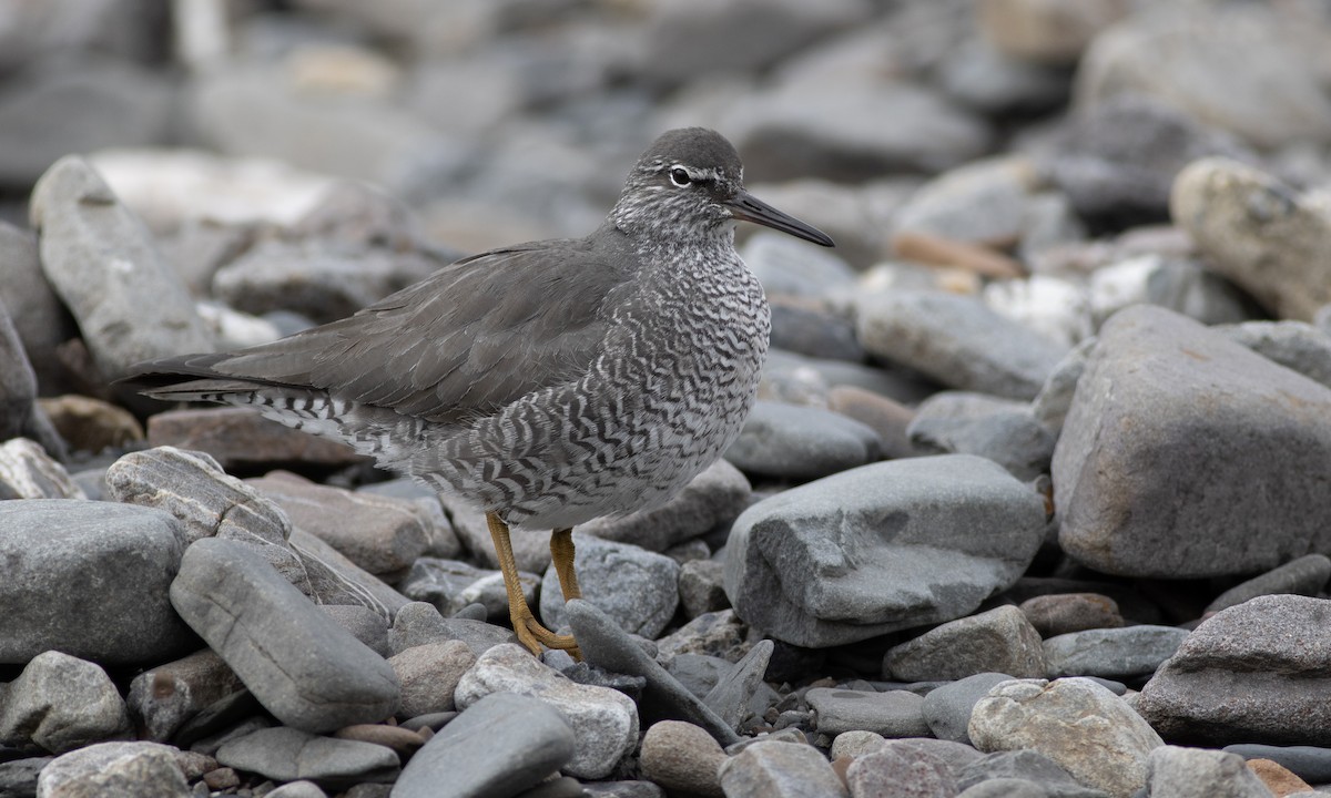 Wandering Tattler - ML617461014