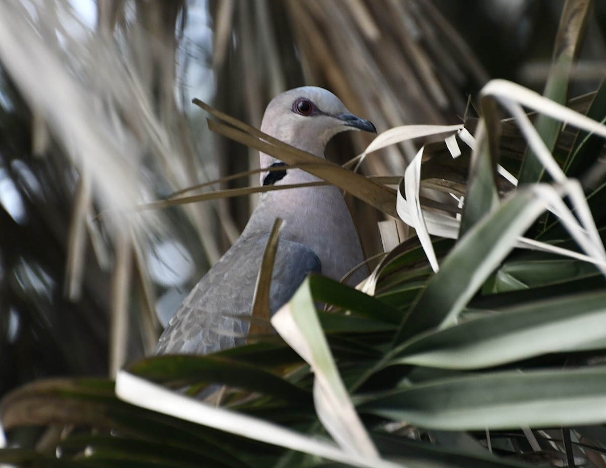 Red-eyed Dove - ML617461060