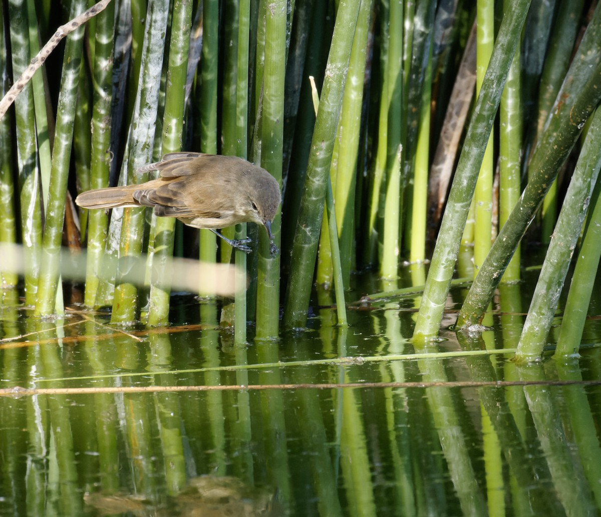 Australian Reed Warbler - Peter Bennet